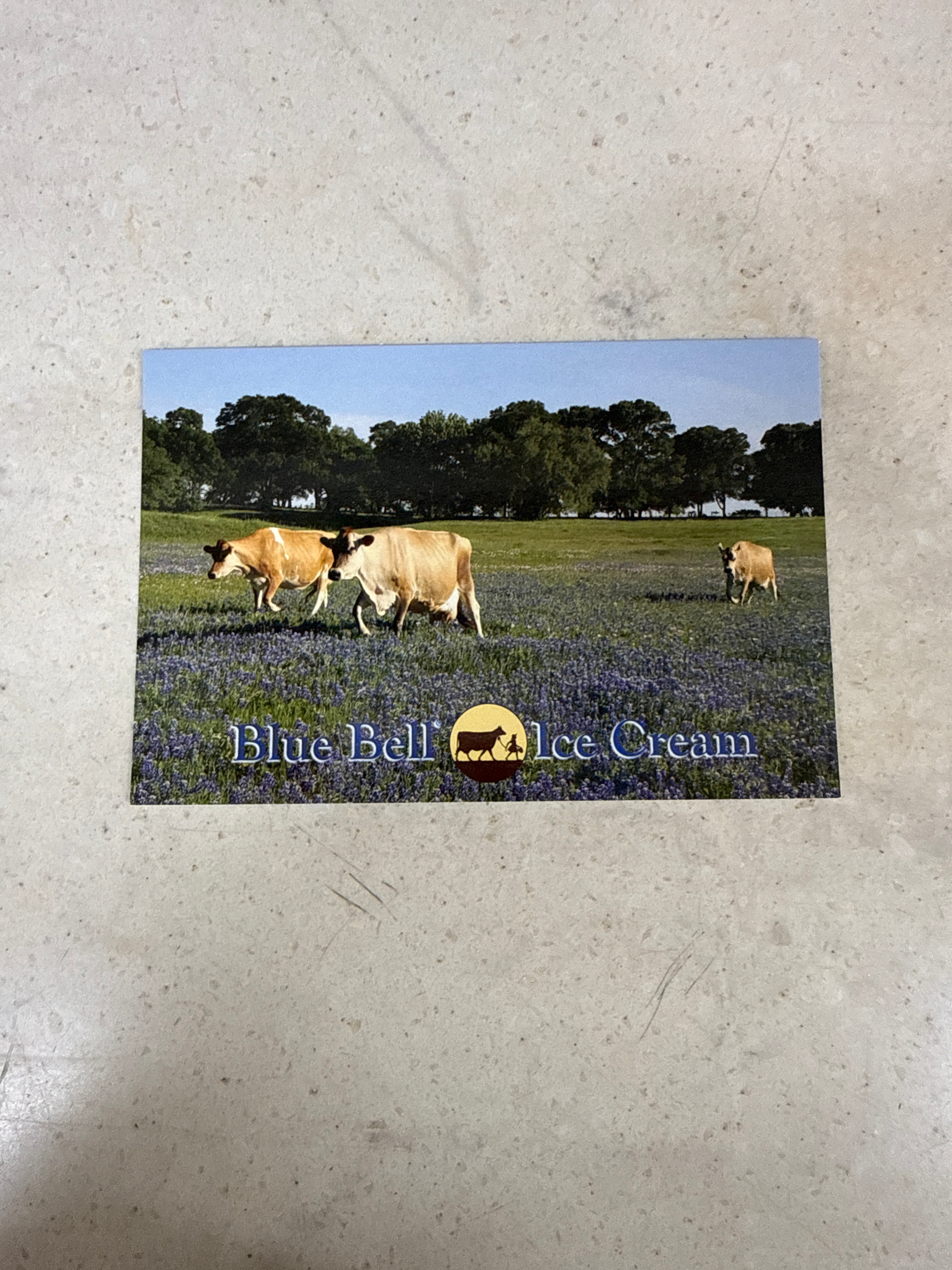 Postcard Cows